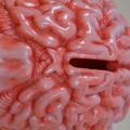 Skarbonka mózg studenta medycyny - doskonała na prezent czy zakończenie roku akademickiego po zdanym egzaminie z anatomii.