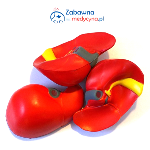 Wątroba antystresowa, zabawka antystresowa, zabawka do ugniatania, zabawka do ściskania., Wątroba antystresowa, zabawka antystresowa, zabawka do ugniatania, zabawka do ściskania.
