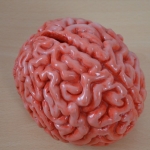 Skarbonka mózg studenta medycyny