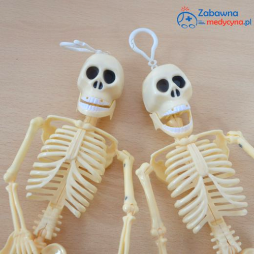 Szkielet z ruchomymi częściami, szkielecik, szkielet z plastiku, gadżet szkielet.
